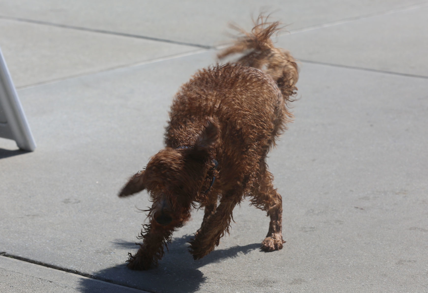 090919_gal_WWdogs (1)
